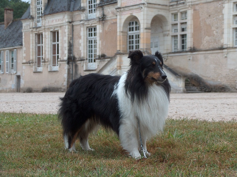 Cyrius black des Baganières