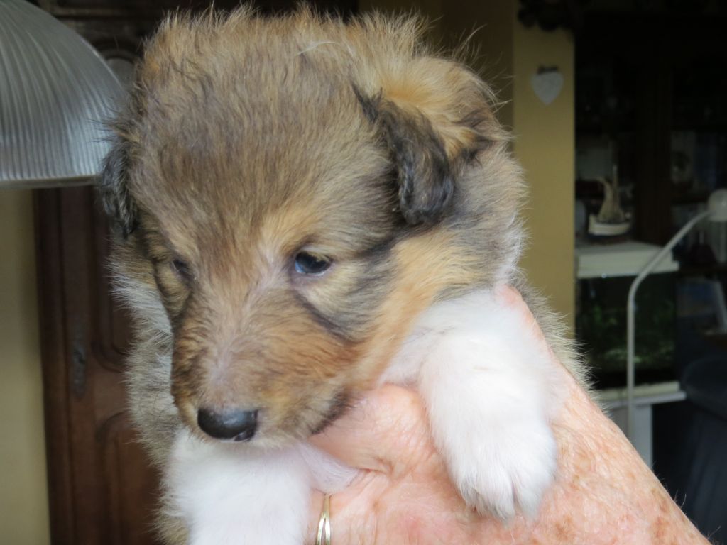 des Baganières - Chiot disponible  - Shetland Sheepdog