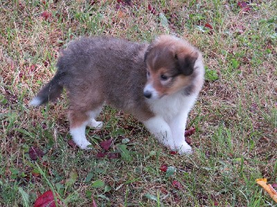 Tell me a Sheltie Tale